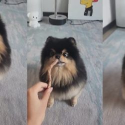 CHUTOGEL = Yeontan, anjing kesayangan V BTS:  Kesehatan, foto, dan video terbaru