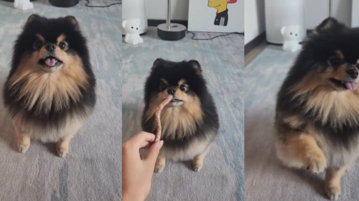 CHUTOGEL = Yeontan, anjing kesayangan V BTS:  Kesehatan, foto, dan video terbaru